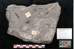 Foto (Objekt + Etikett) von Asterocarpus meriani Br. (NHMW-GEO-2024-0188-10498)